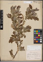 Foto von Salix cinerea L.